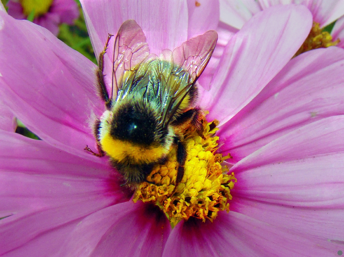 BLÜTE