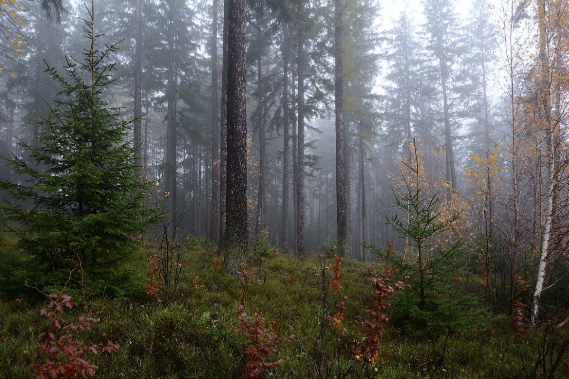 Autumn forest, Polonya