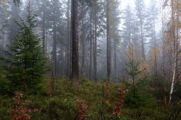 Autumn forest, Polonya