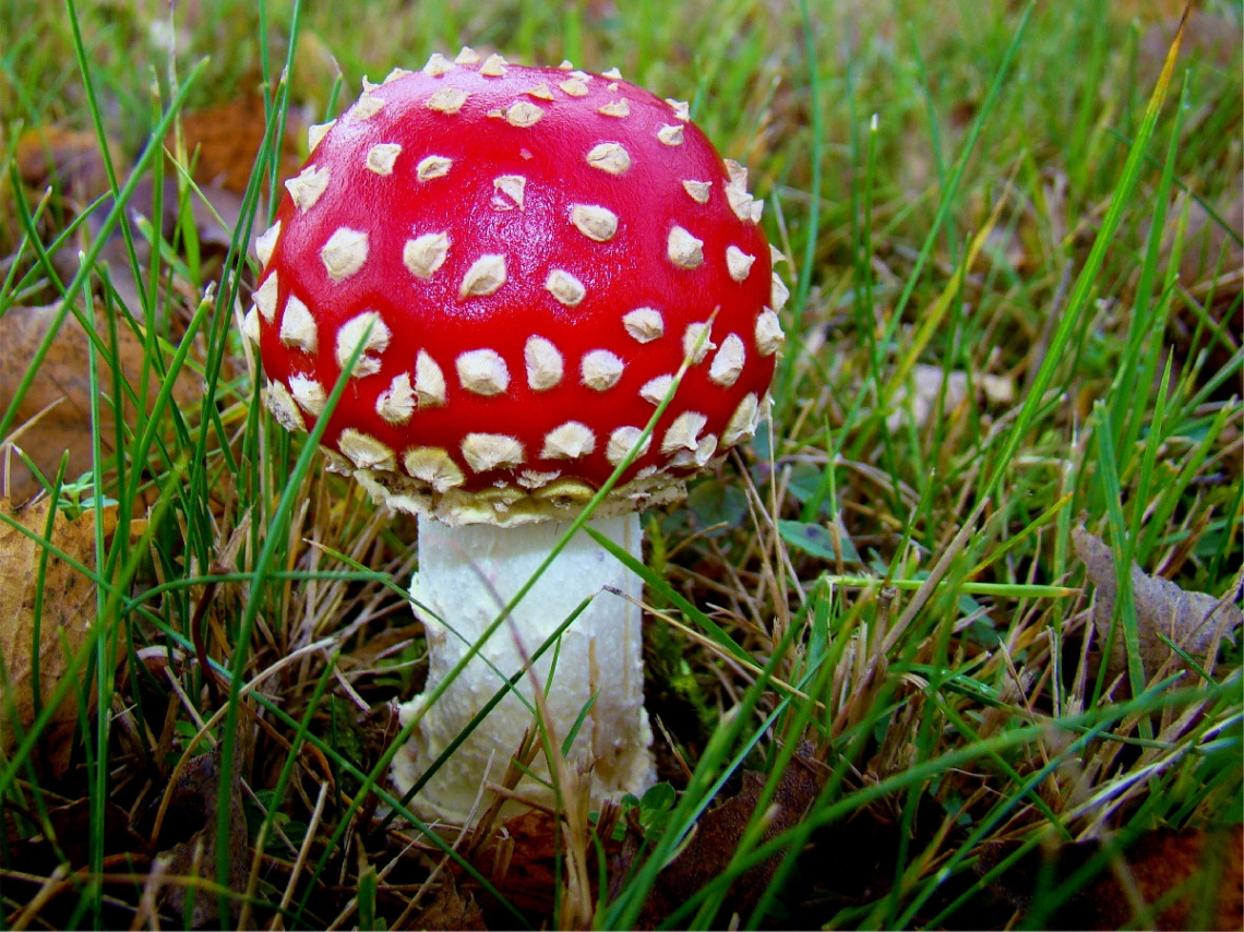 FLIEGENPILZ