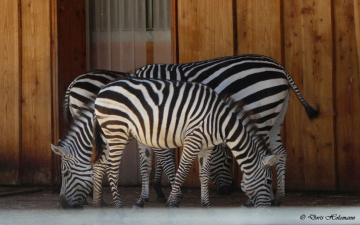How many zebras are to be seen? 