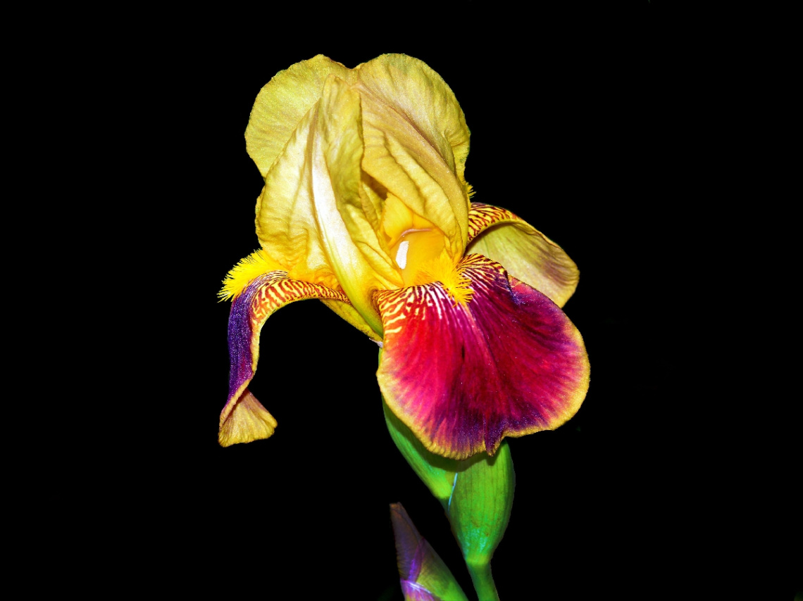 BLÜTE