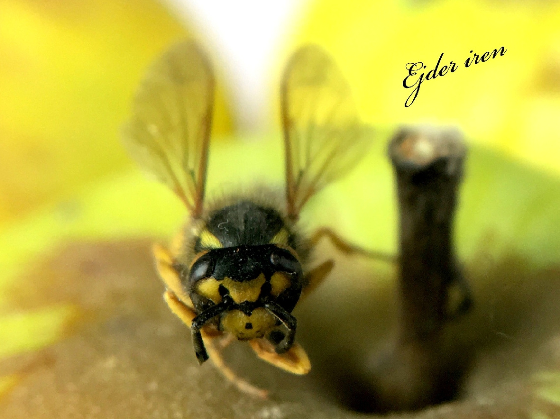 MAKRO-ARI