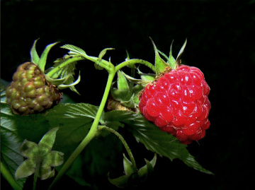 BEEREN