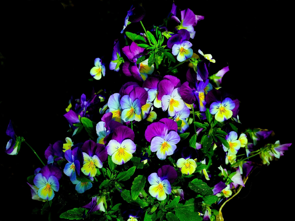 BLÜTEN