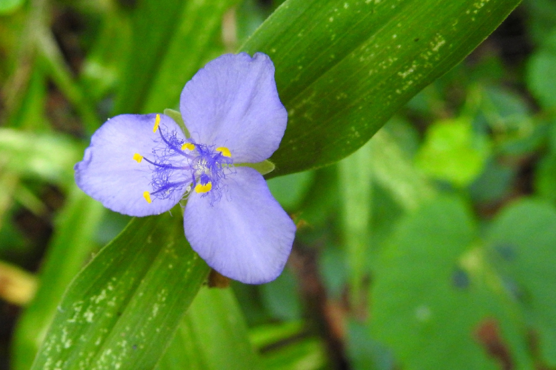 Mini flower