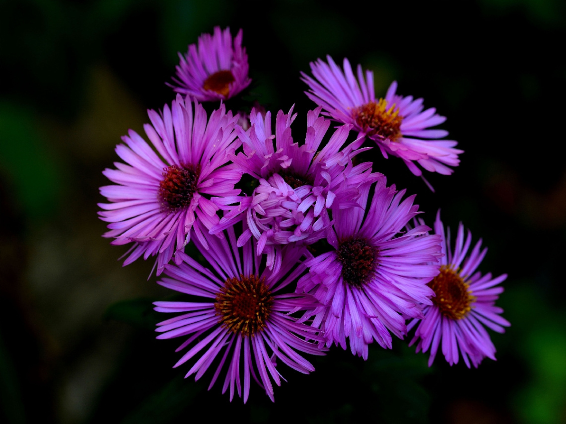 BLÜTEN