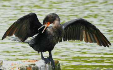 Biguá