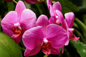 Wanda orchids