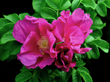 BLÜTEN