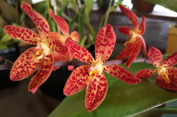 Orchids 
