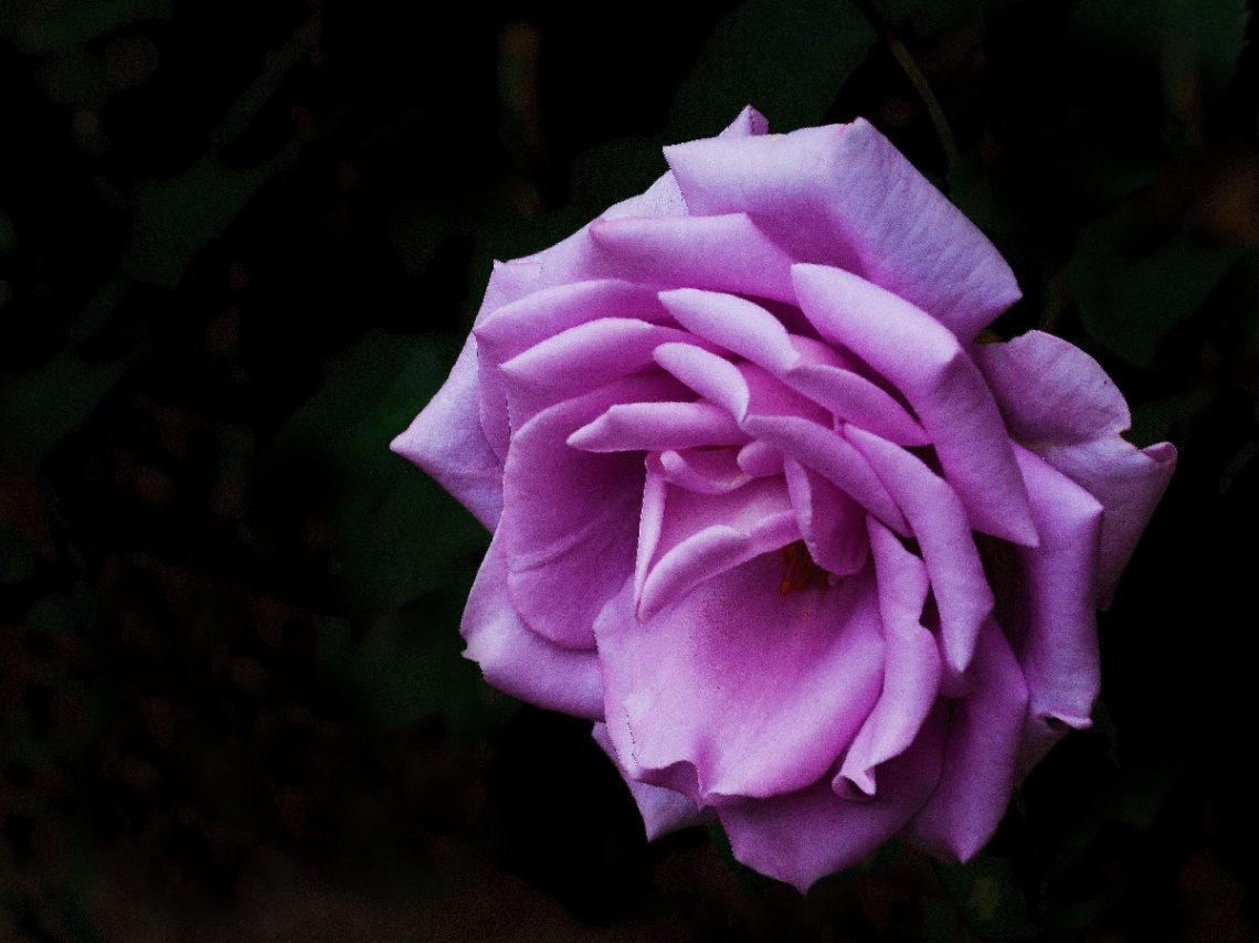 BLÜTE