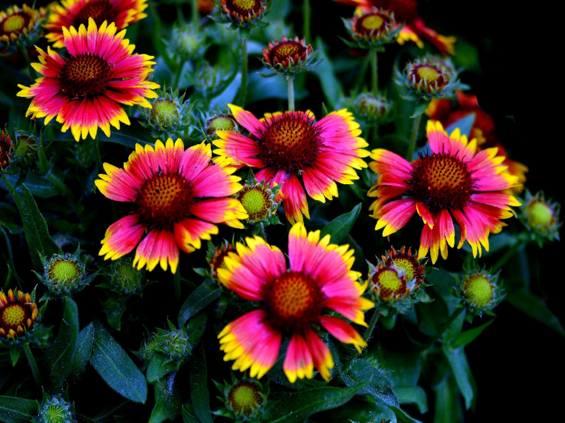 BLÜTEN