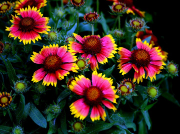 BLÜTEN