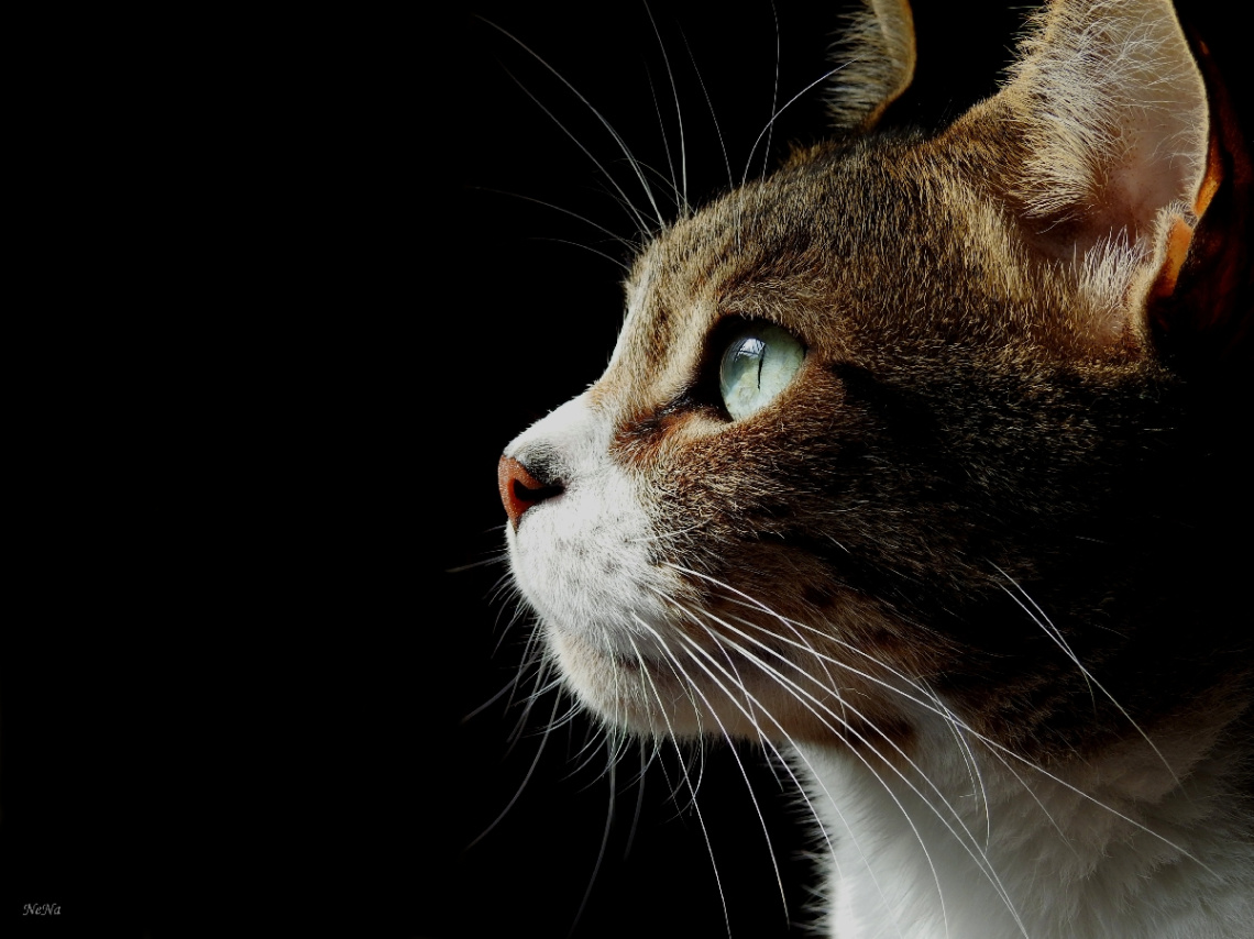 Feline beauty