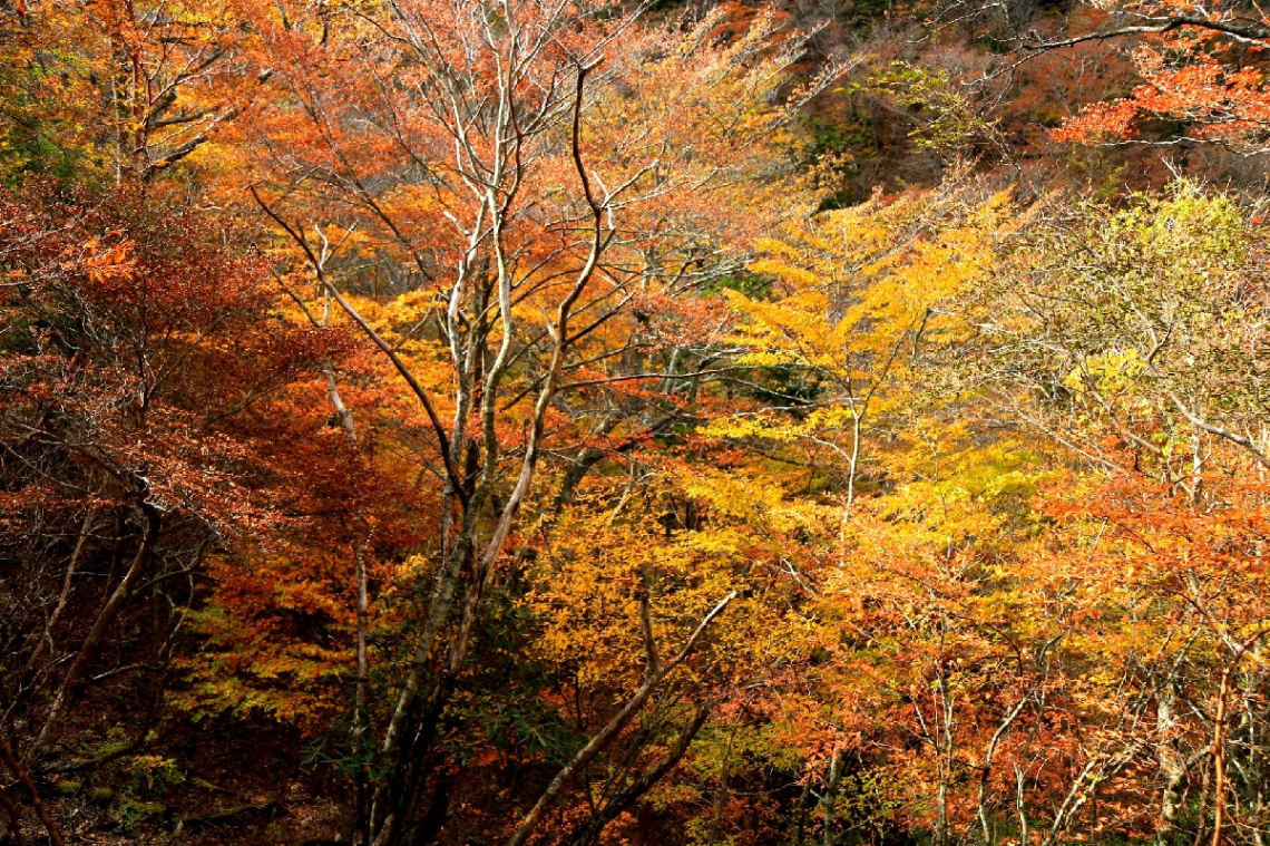 Autumn