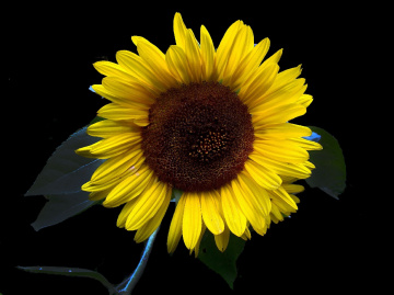 BLÜTE