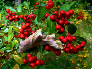 BEEREN