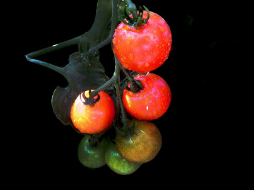 REGENTROPFEN