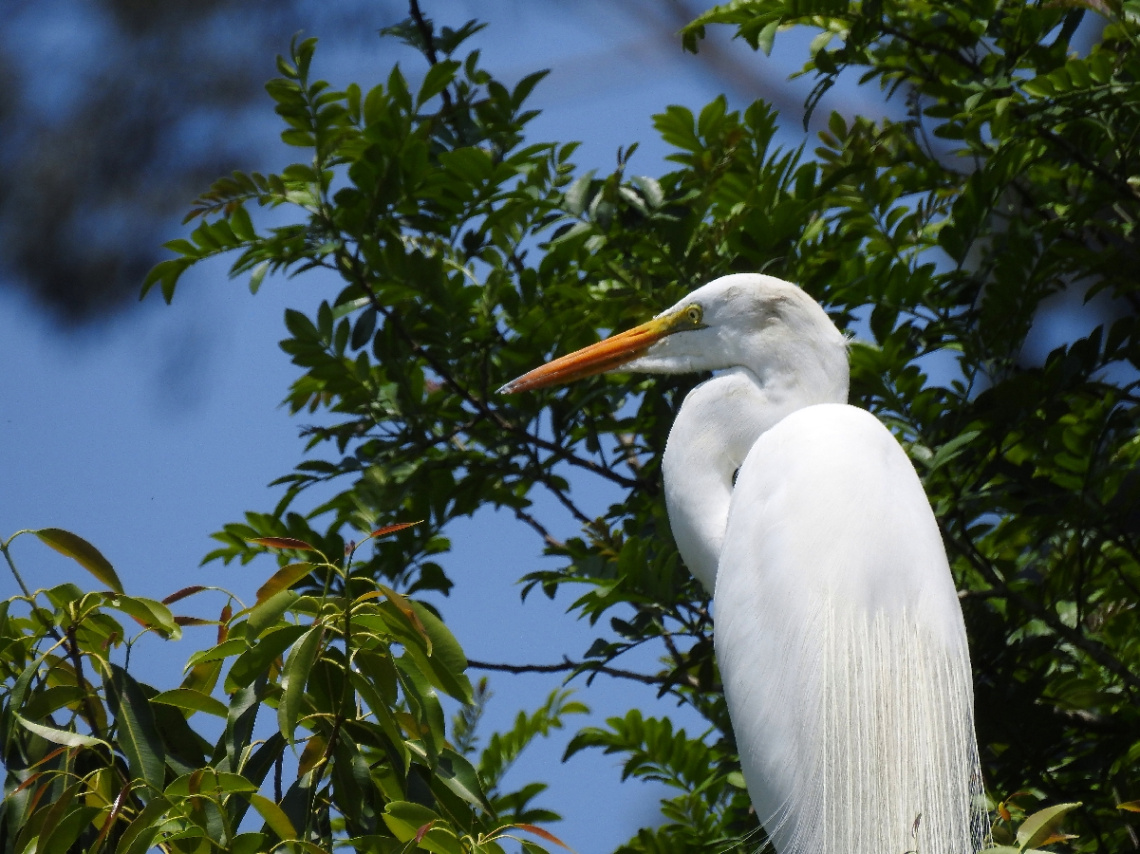 Great egret