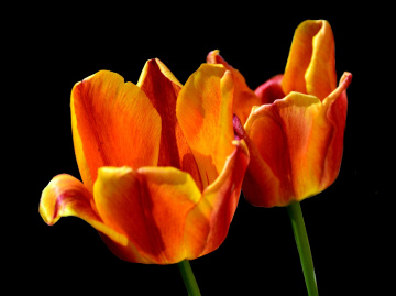 BLÜTEN