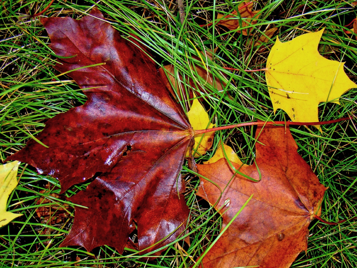 HERBST