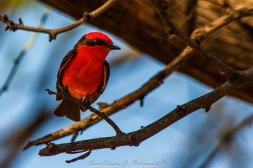 Vermillion Flycatcher