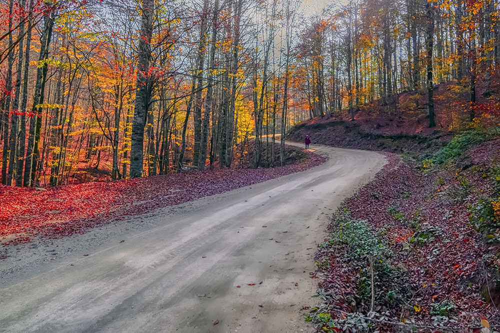 Orman Yolu