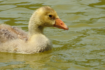 Duckling