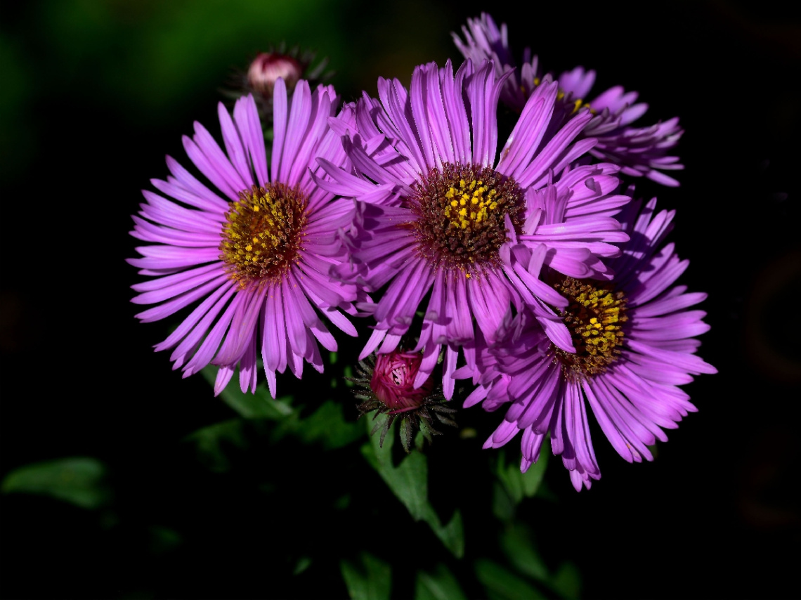 BLÜTEN