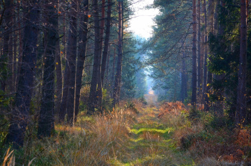 Forest road, Polonya