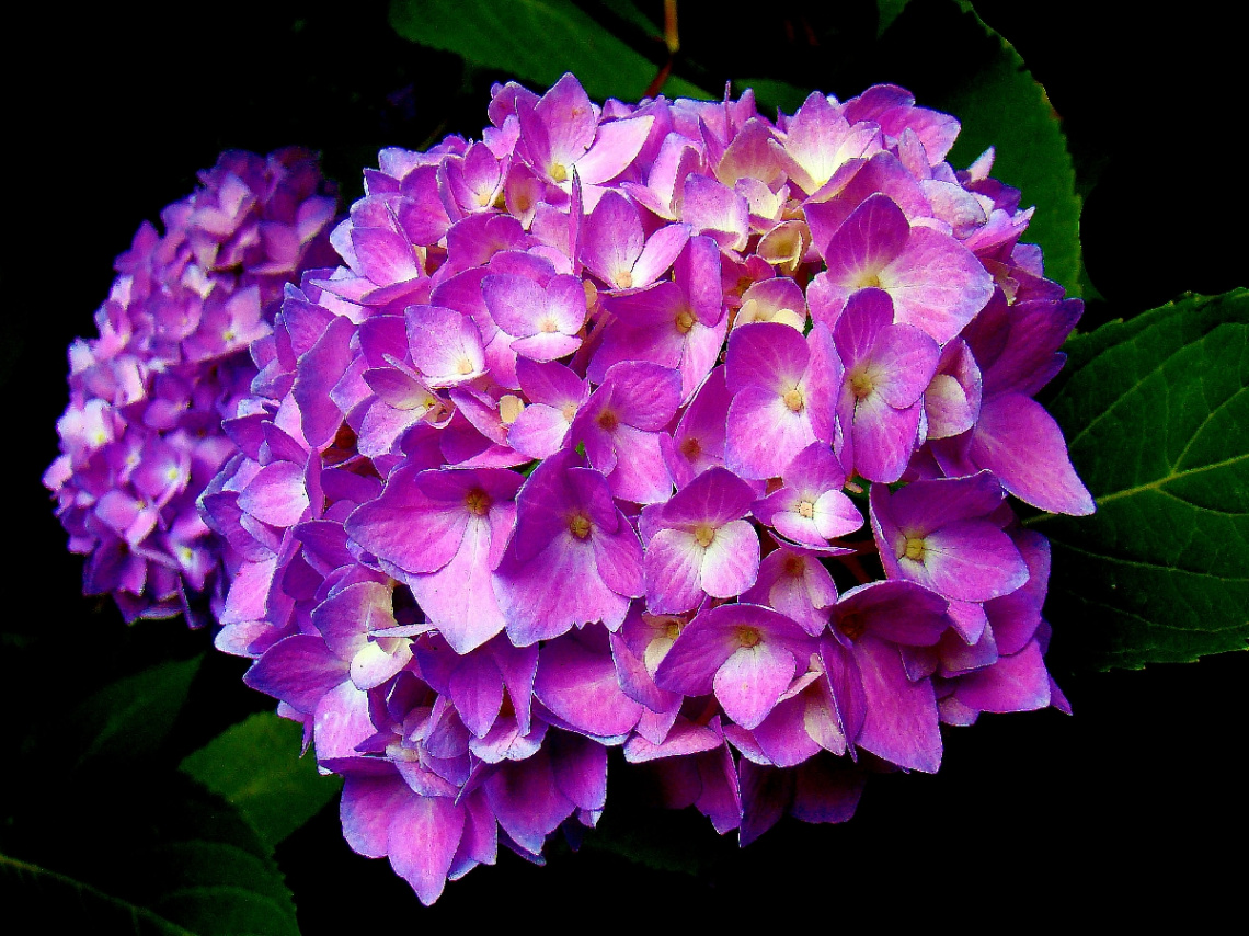 BLÜTEN