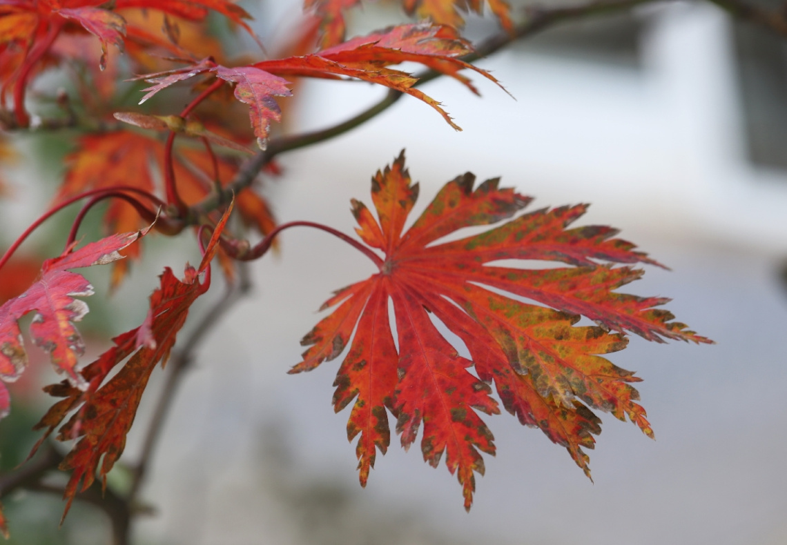 A piece of autumn