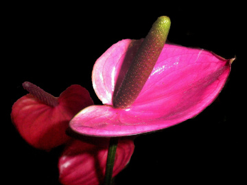 BLÜTEN