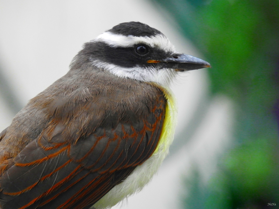 Bem-te-vi (Pitangus sulphuratus)