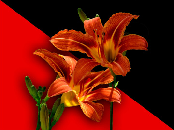 BLUMEN
