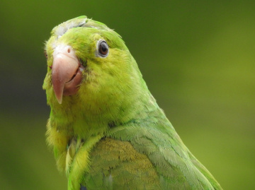Parakeet