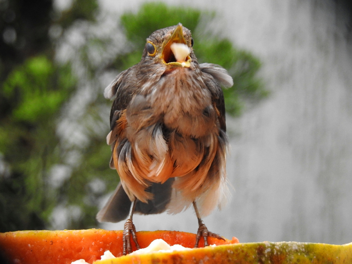 Baby bird eating banana