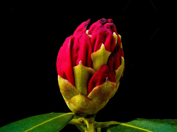 BLÜTEN