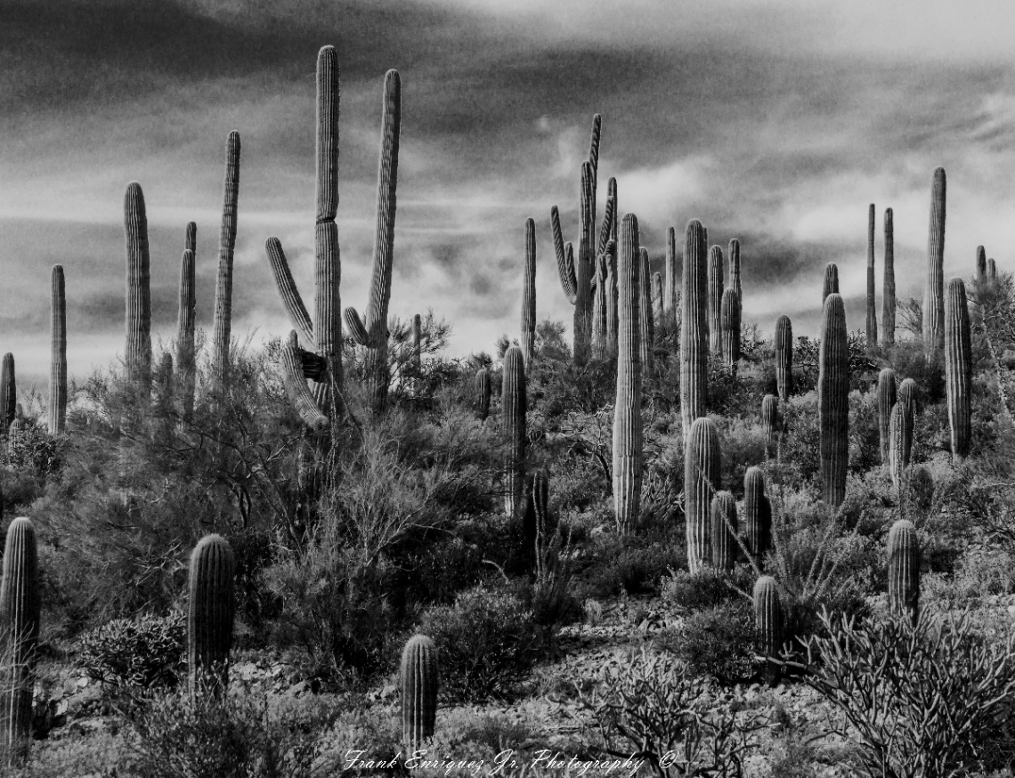 Black and White Desert