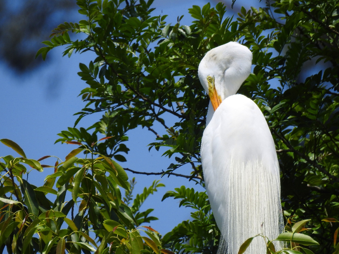 Great Egret 