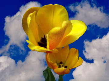BLÜTEN