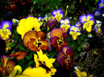BLÜTEN