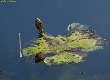 water lily
