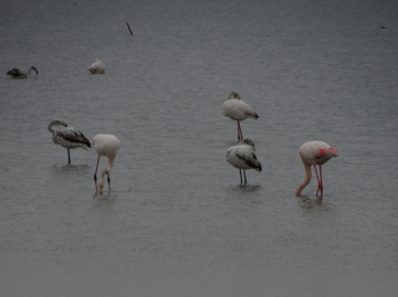 Flamingolar