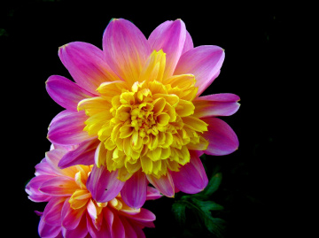 BLÜTEN