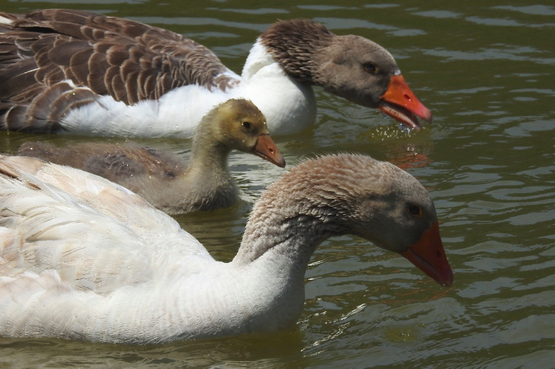 Goose family 
