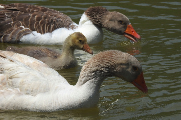 Goose family 