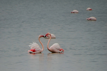Flamingolar 2