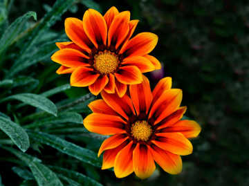 BLÜTEN